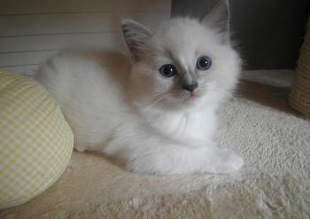 MÂLE BLUE MITTED - RESERVE - Chatterie Ragdolls du Val de Beauvoir